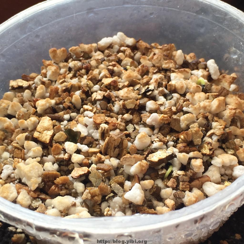 Dragon Fruit Seeds Sprouting